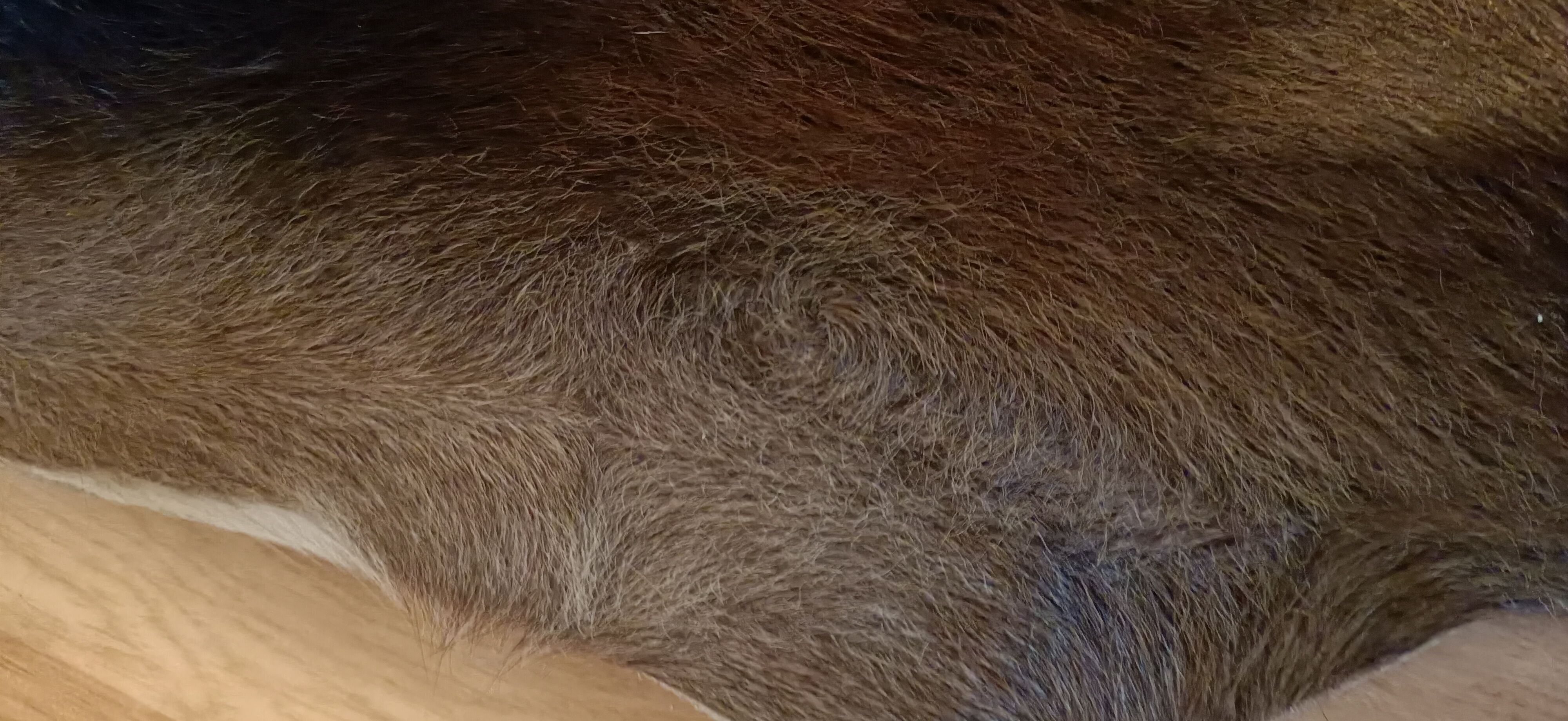 Vintage cow skin carpet, 140 cm x146 cm