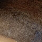 Vintage cow skin carpet, 140 cm x146 cm