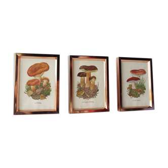 Affiches de botaniques de champignons années 1930, ensemble de 3