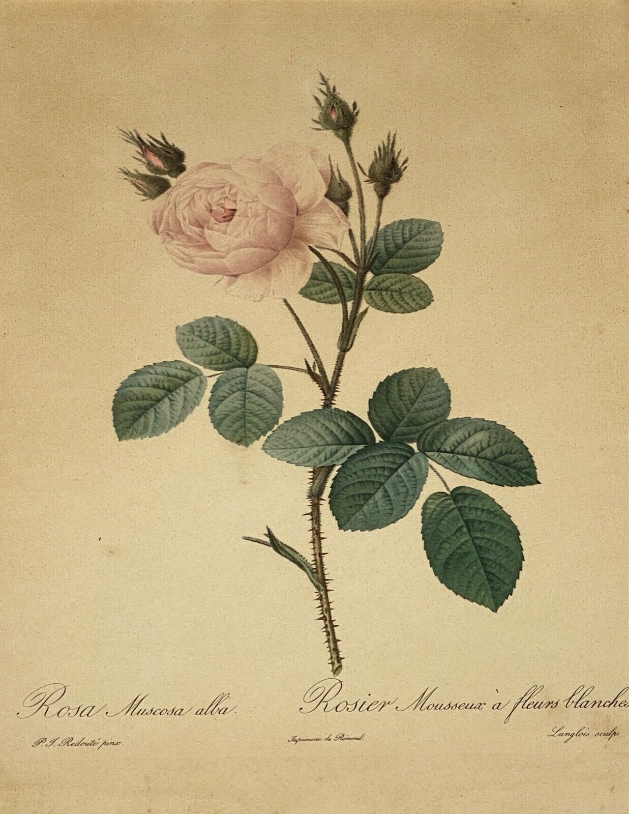 Lithographie rosier redoute Langlois Remond mousseux a fleurs blanches