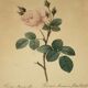 Lithographie rosier redoute Langlois Remond mousseux a fleurs blanches