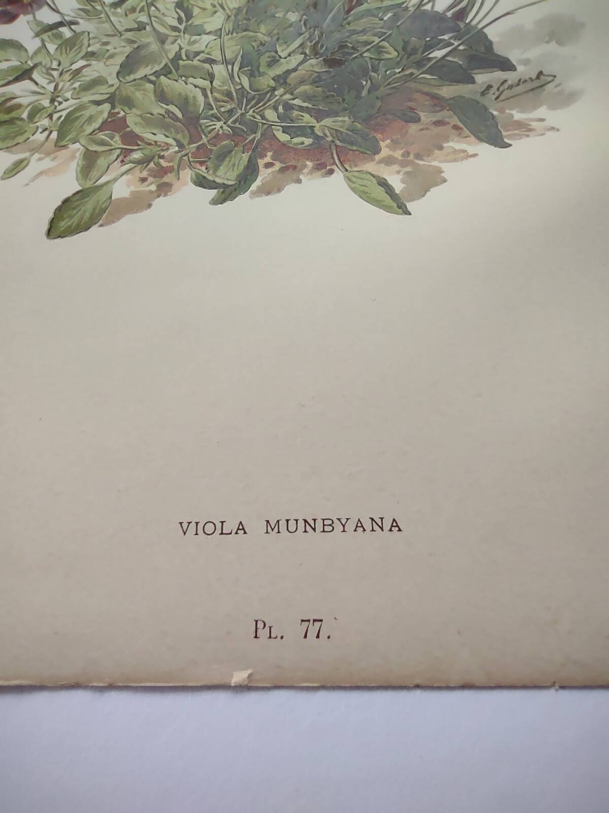 Affiche botanique ancienne - Viola - Gravure de fleur 1899 vintage