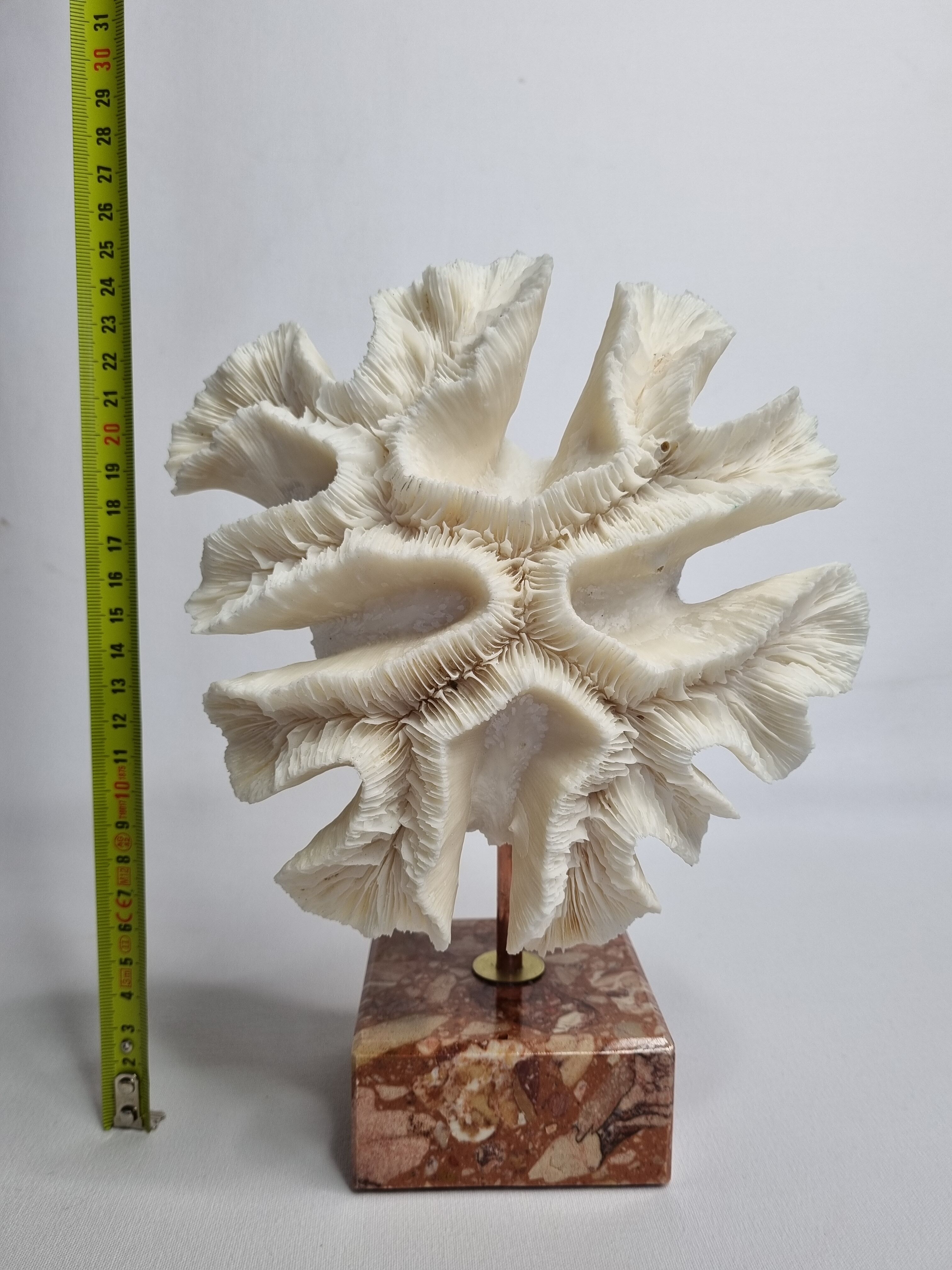 Old white coral "méandrine" on marble base, 25 cm