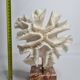 Old white coral "méandrine" on marble base, 25 cm