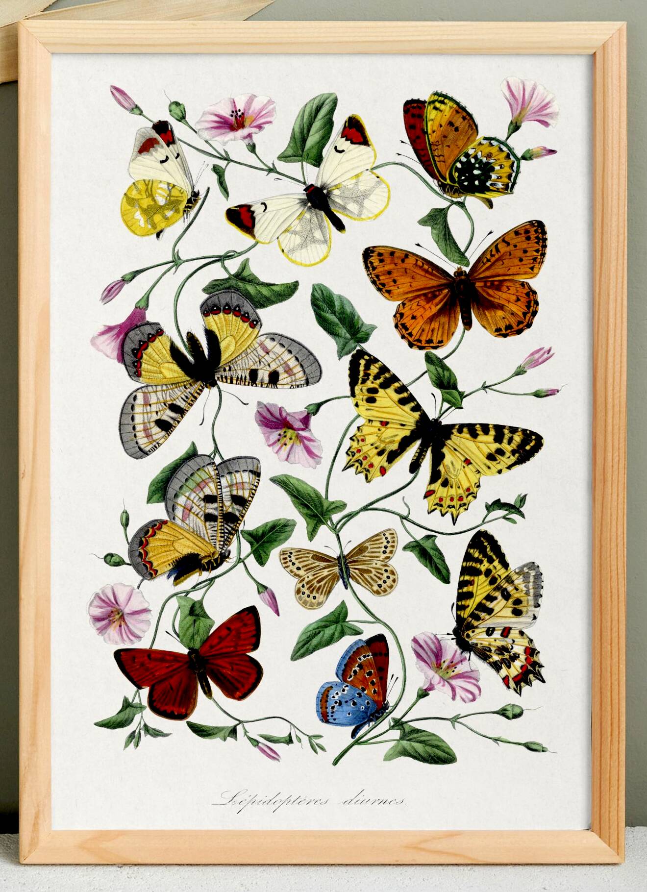 Poster about butterflies, based on an old engraving from 1842.