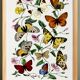 Poster about butterflies, based on an old engraving from 1842.