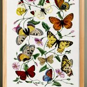 Poster about butterflies, based on an old engraving from 1842.