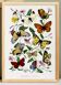 Poster about butterflies, based on an old engraving from 1842.