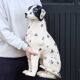 Grande statue chien dalmatien en céramique, années 80