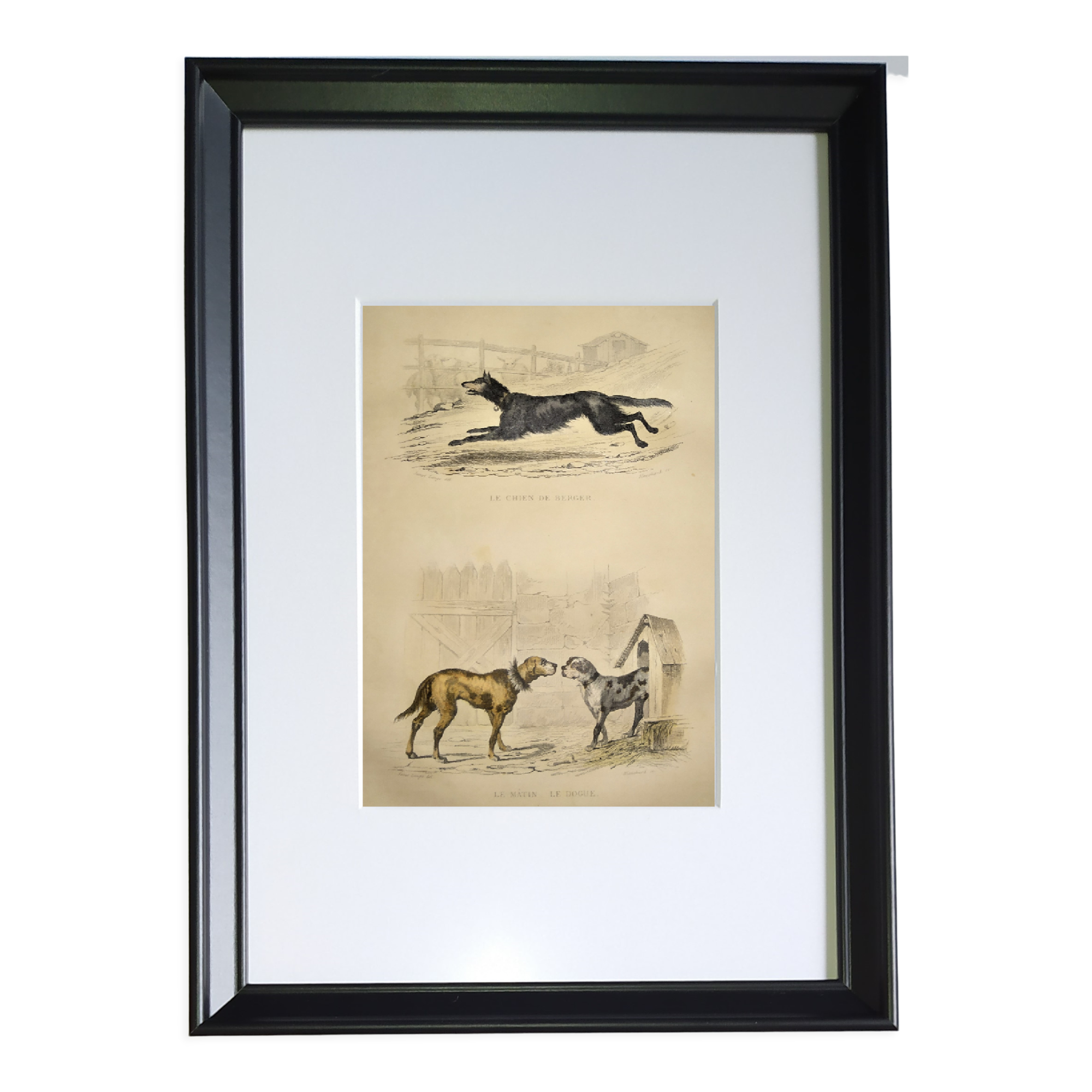 Original zoological frame engraving from 1839 " shepherd dog,....,.... "