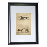 Original zoological frame engraving from 1839 " shepherd dog,....,.... "