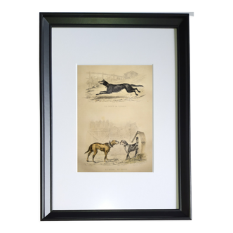 Original zoological frame engraving from 1839 " shepherd dog,....,.... "