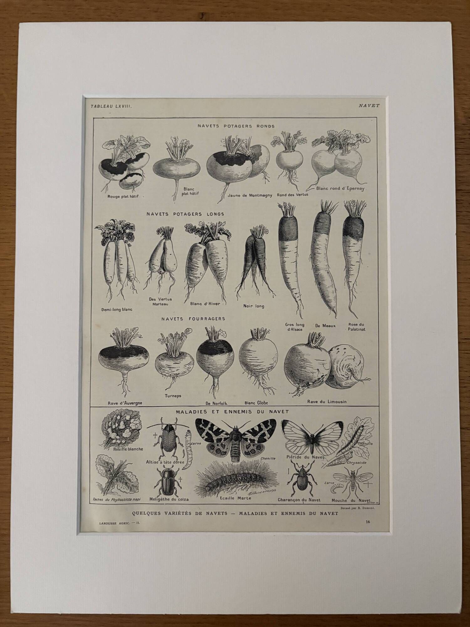 Old engraving on the turnip (1920)