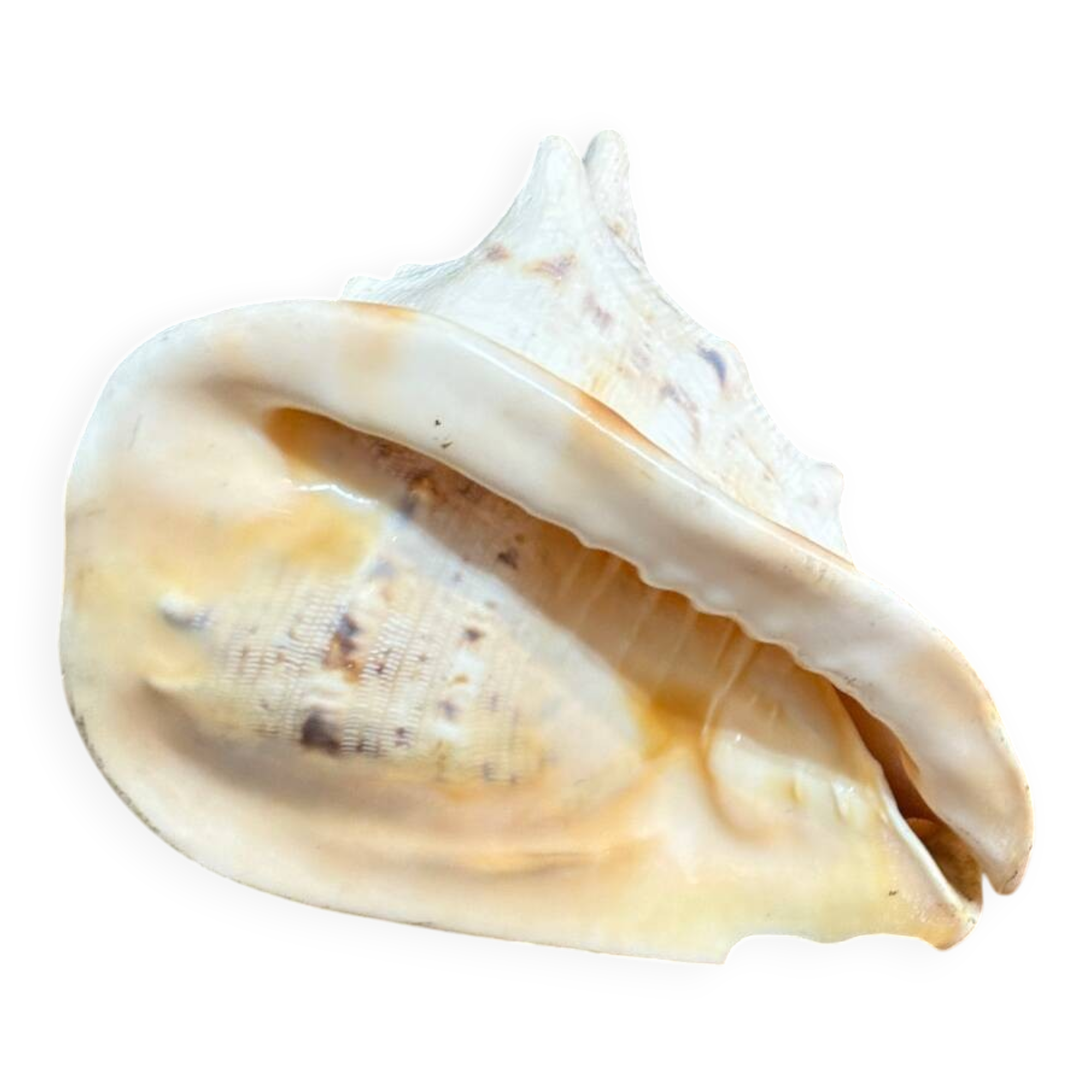 Ancient blackcurrant shell