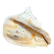 Ancient blackcurrant shell