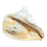 Coquillage ancien cassis cornuta