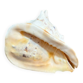 Ancient blackcurrant shell