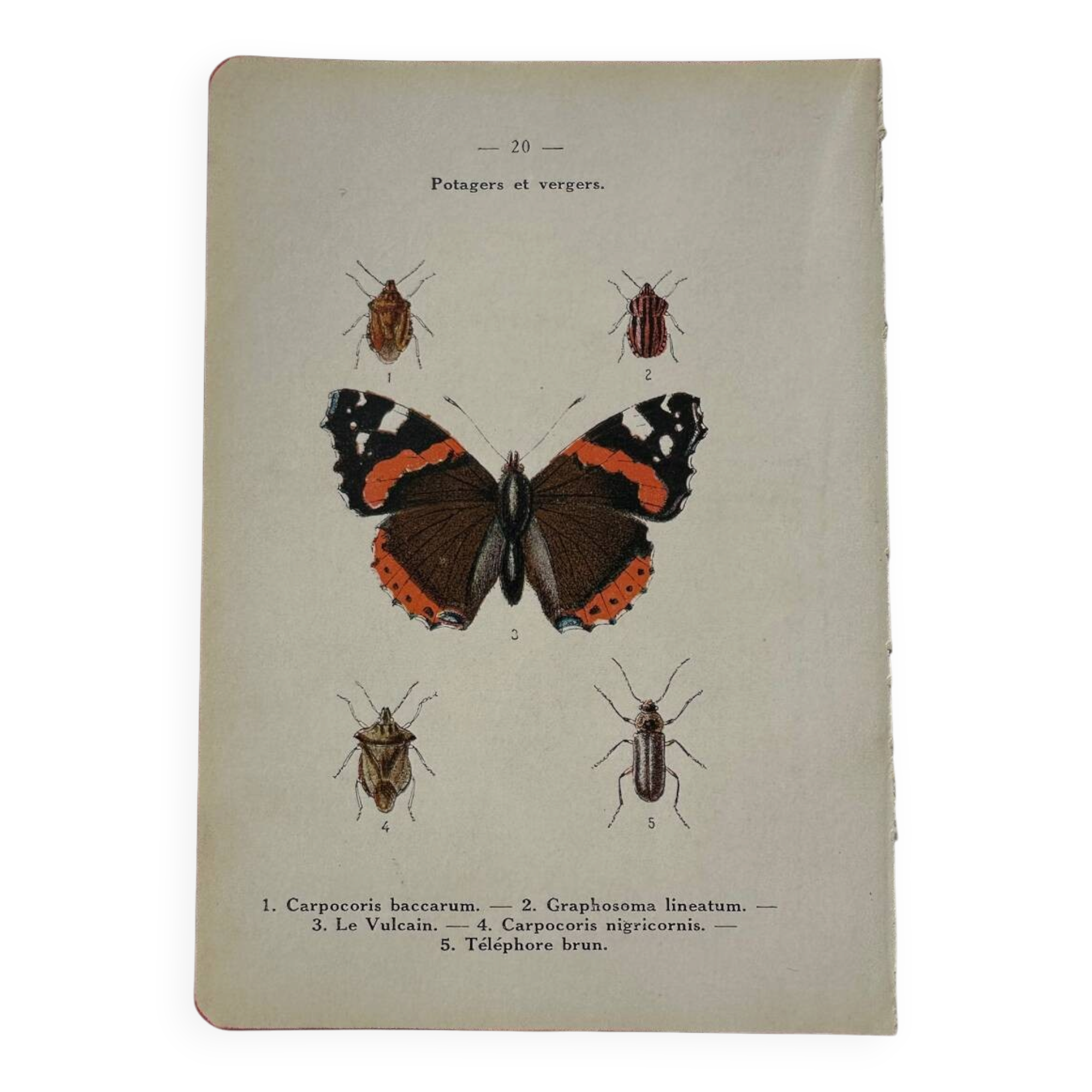 Gravure papillon ancienne planche botanique naturaliste double face