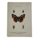 Gravure papillon ancienne planche botanique naturaliste double face