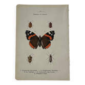 Gravure papillon ancienne planche botanique naturaliste double face