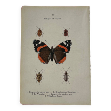 Gravure papillon ancienne planche botanique naturaliste double face