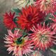 Peinture ancienne tableau huile sur toile fleurs dahlias 