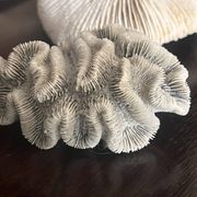 Corail ancien