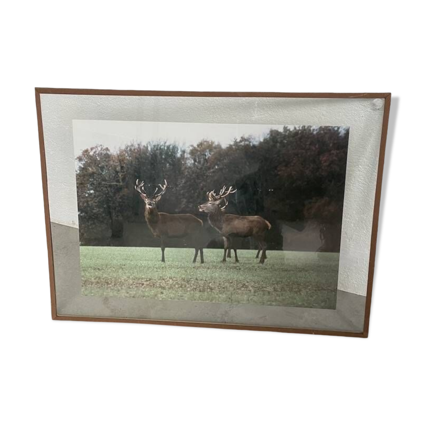 Old photo deer