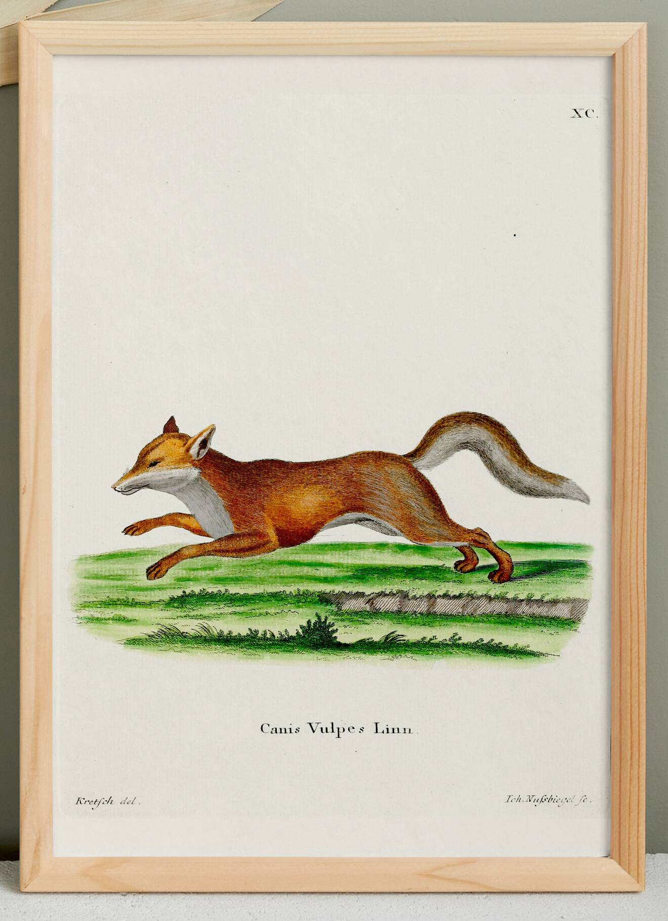 Poster about the Fox, based on an old engraving from 1774.