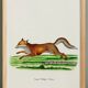 Poster about the Fox, based on an old engraving from 1774.