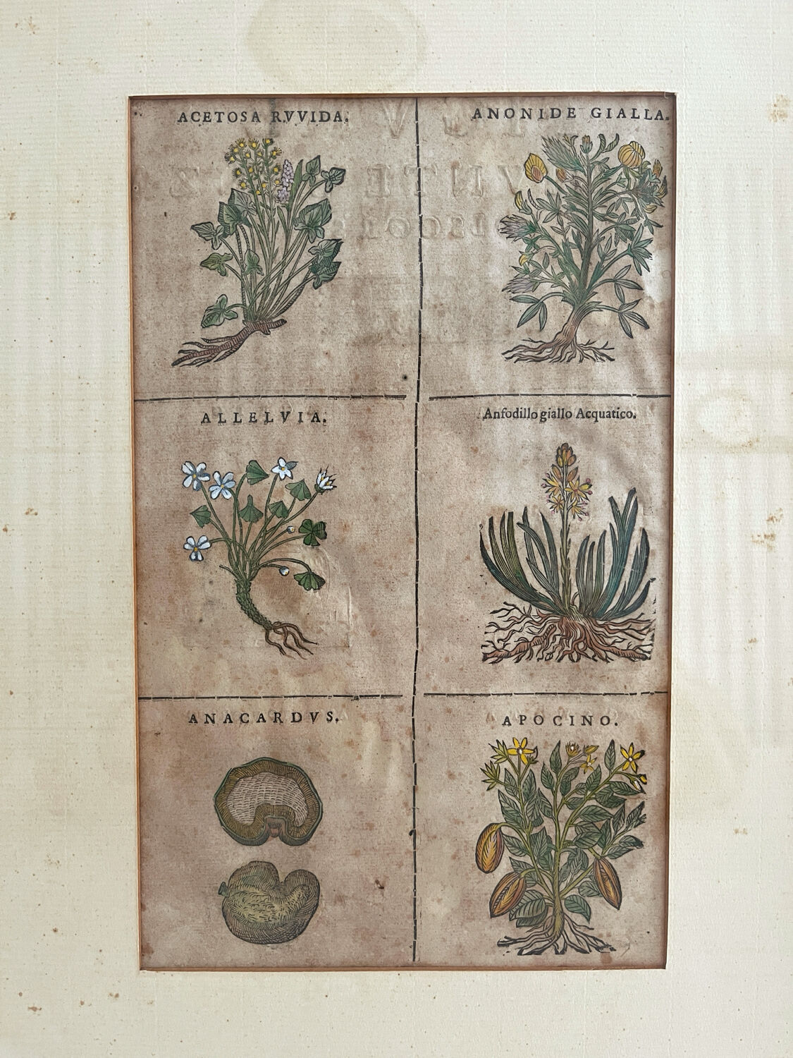 Lithograph botanical plate enhanced with watercolour.
