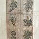Lithograph botanical plate enhanced with watercolour.