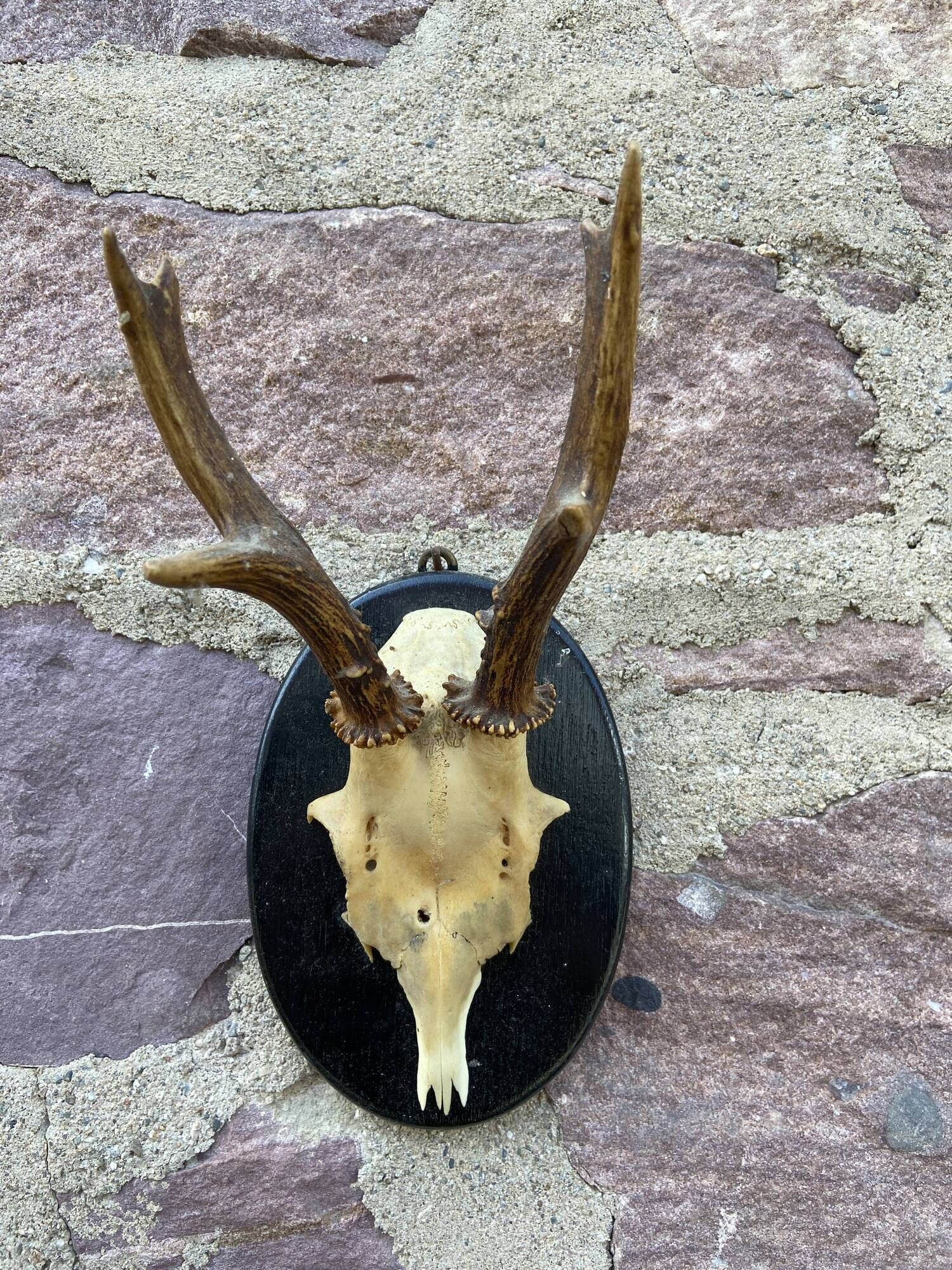 Set of 24 ancient hunting trophies cabinet of curiosities