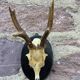Set of 24 ancient hunting trophies cabinet of curiosities