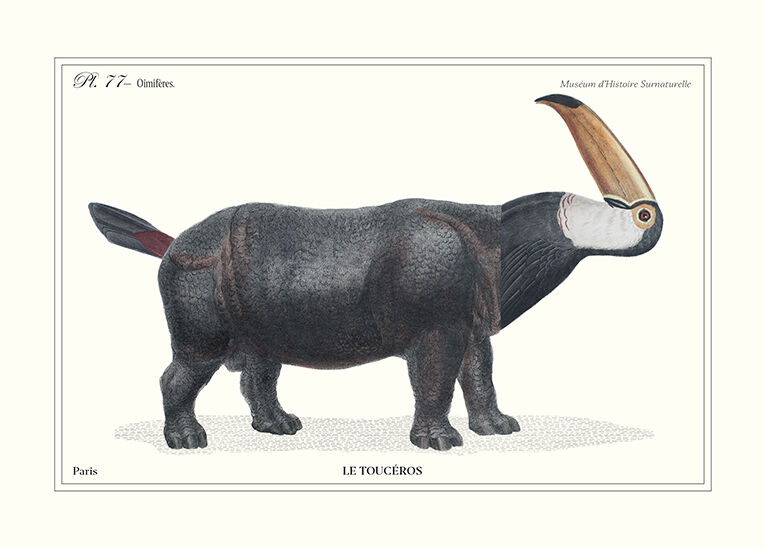 Lithograph engraving animal chimera - touceros