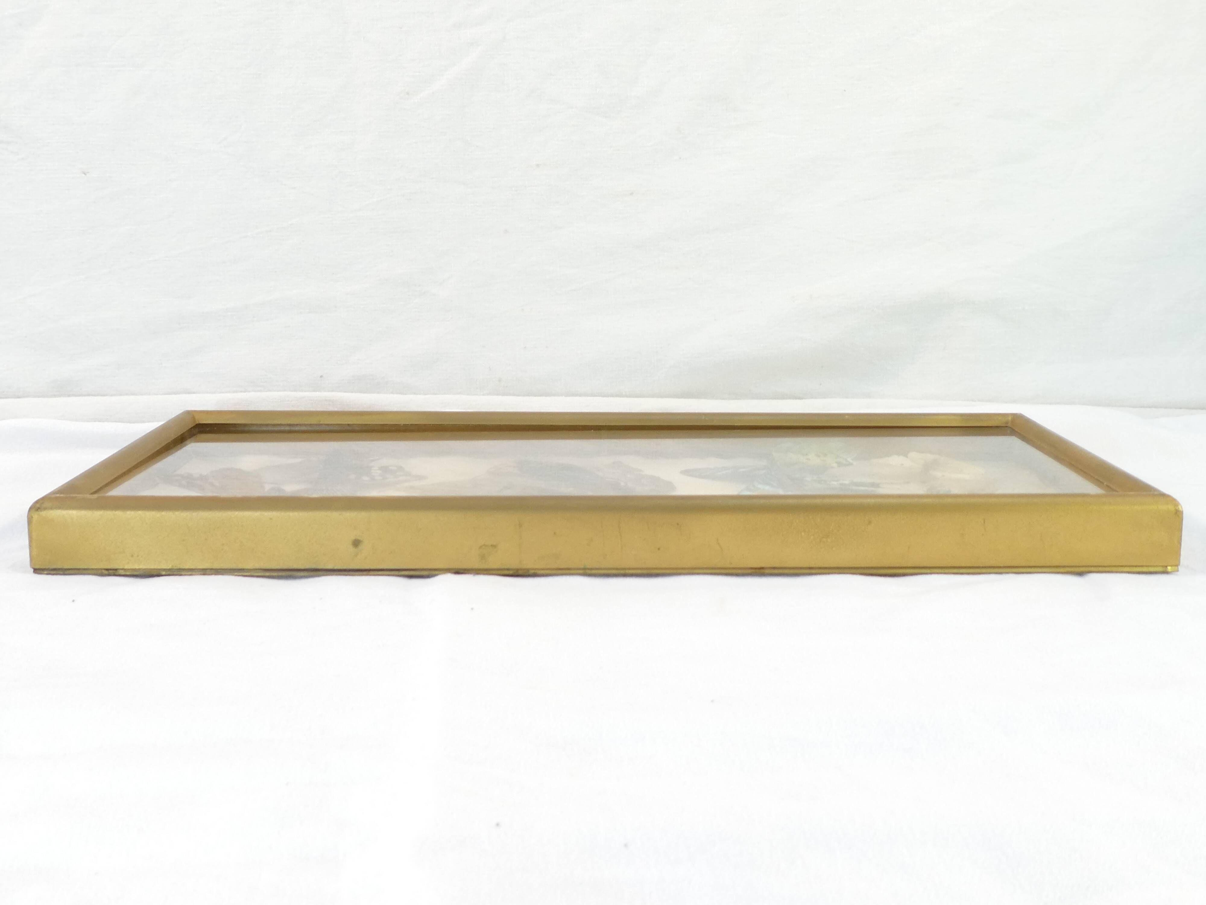 Entomology old taxidermy butterfly frame