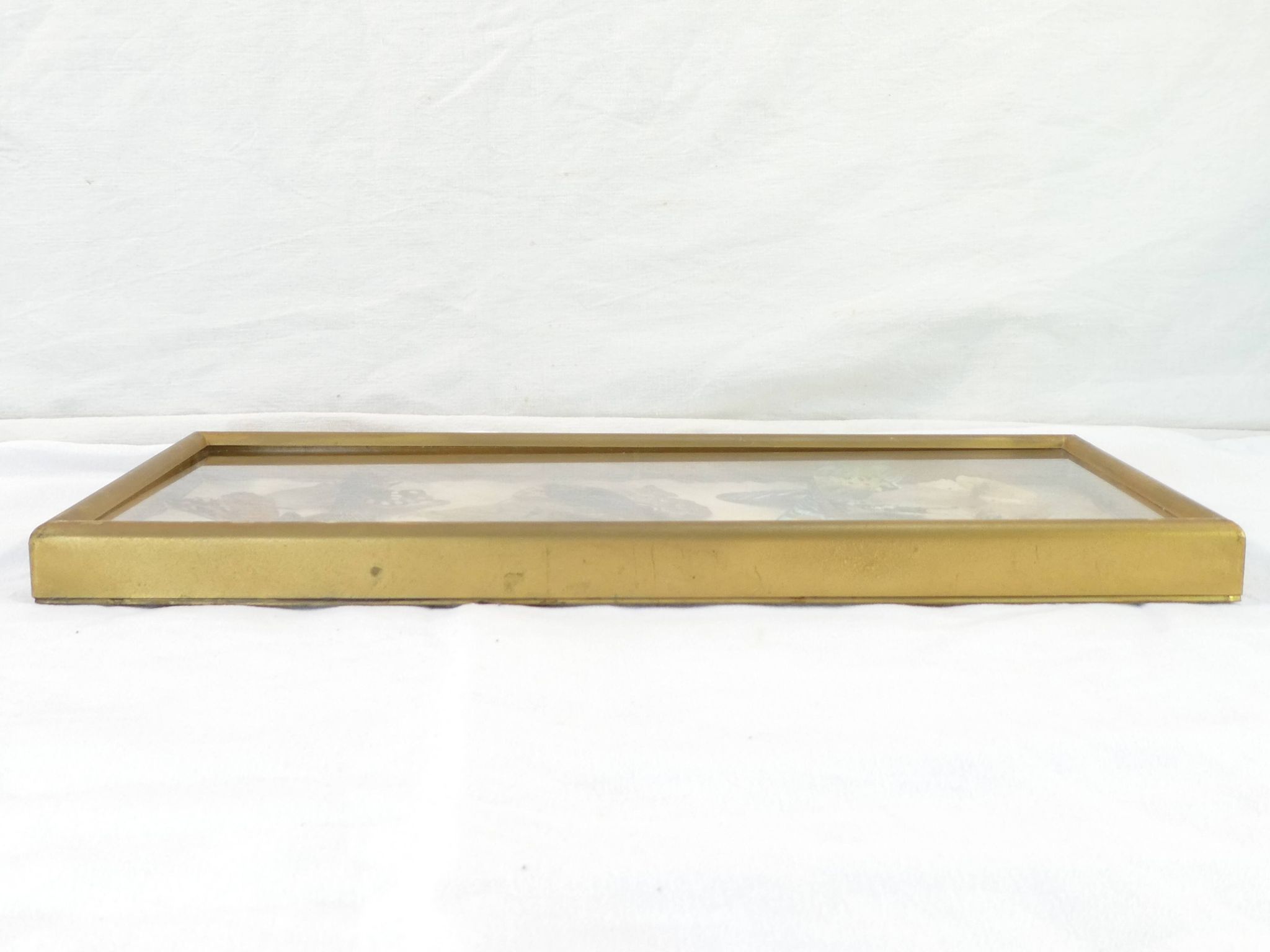 Entomology old taxidermy butterfly frame