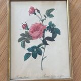 Lithograph PJ Redouté Turbinate rose