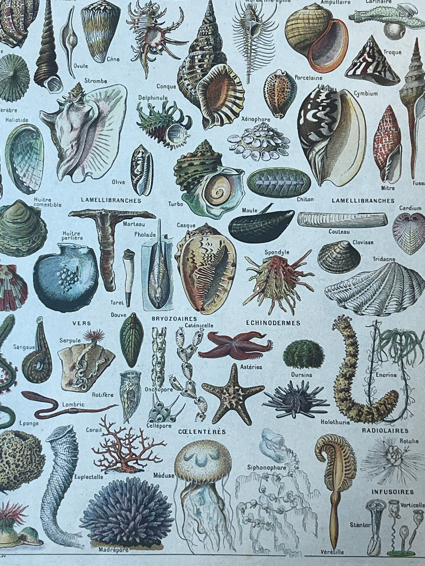 Botanical plate 1927, 18.5x27.5cm