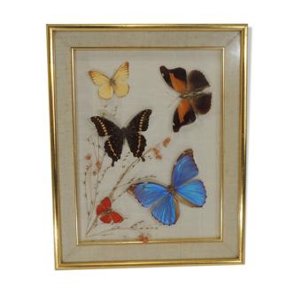 Naturalized/vintage butterfly frame
