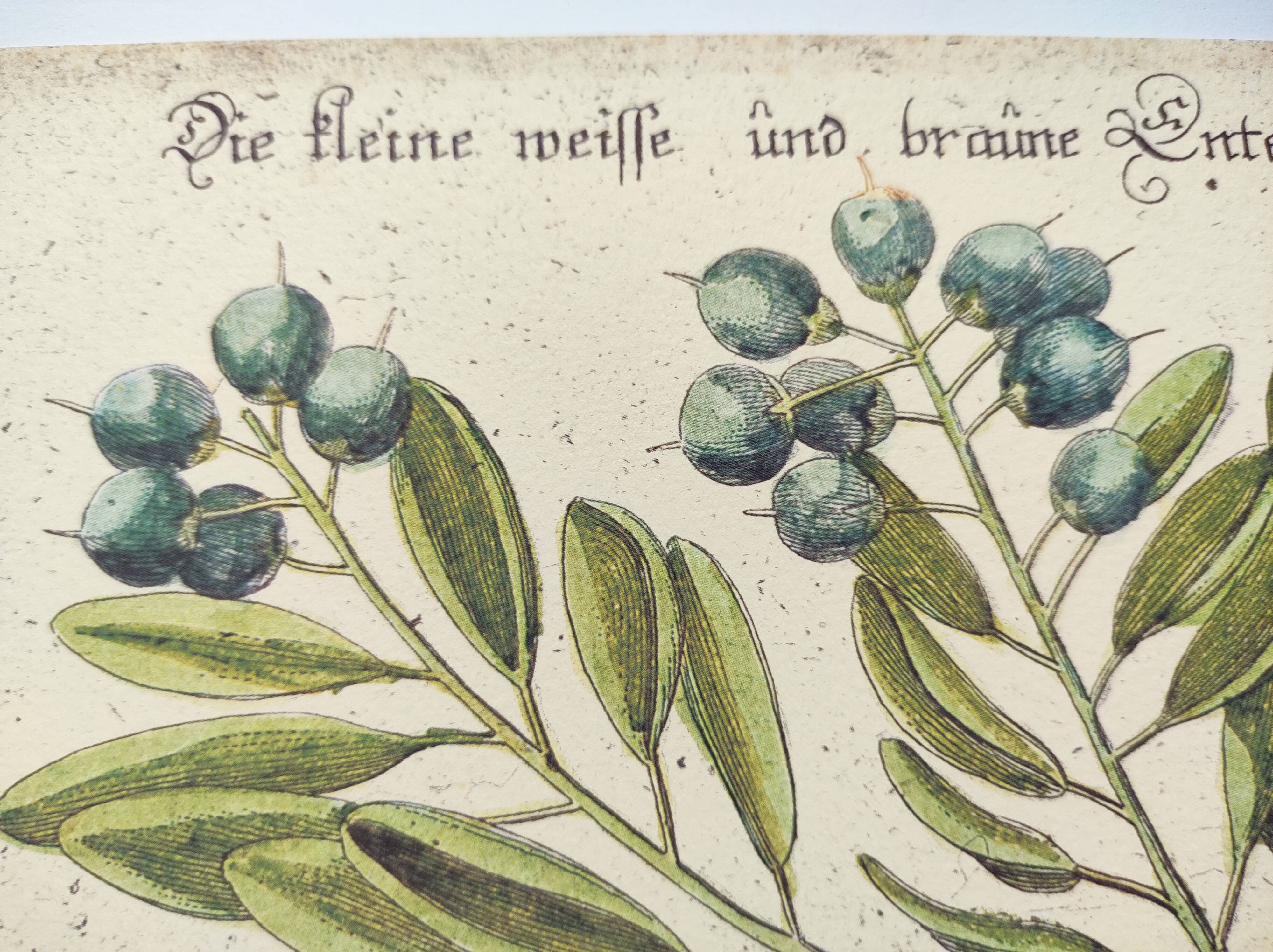 Antique bird engraving - Brown Duck - Seligmann plate nature image