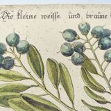 Antique bird engraving - Brown Duck - Seligmann plate nature image