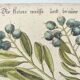 Gravure ancienne oiseau -Canard Brun- Planche de Seligmann image nature