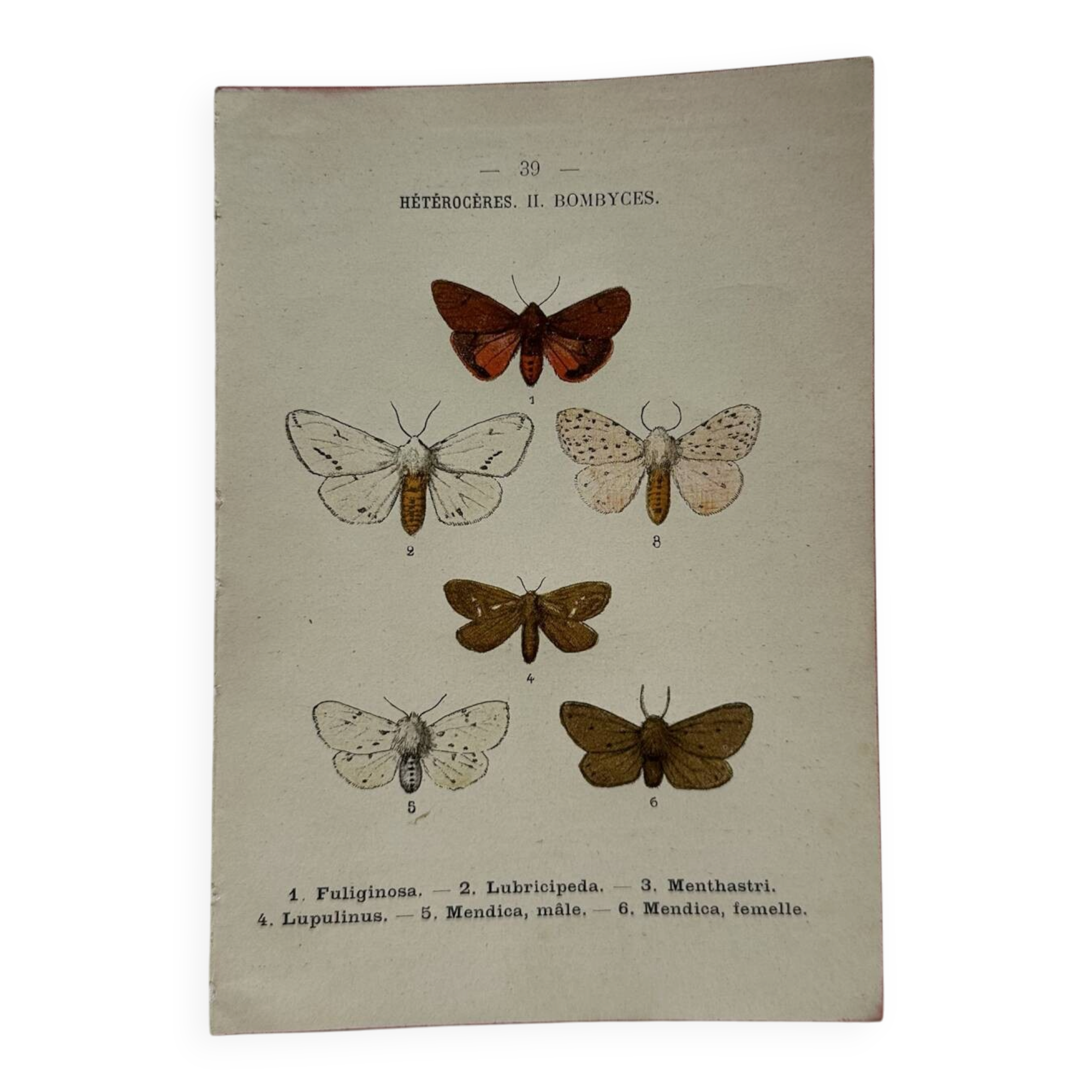 Gravure naturaliste  Papillon 19eme affiche botanique originale 1800