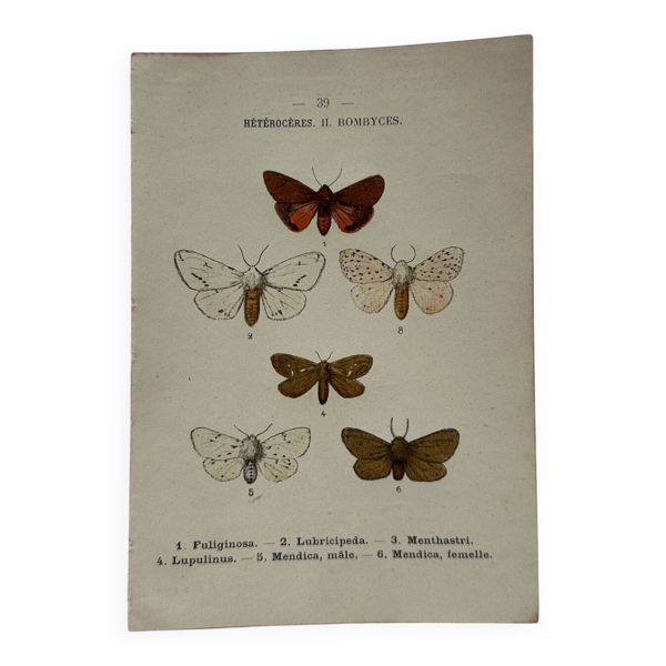 Gravure naturaliste  Papillon 19eme affiche botanique originale 1800