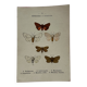 Gravure naturaliste  Papillon 19eme affiche botanique originale 1800