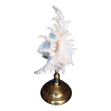 Cabinet of Curiosities 34cm shell on bronze base