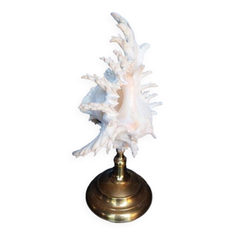Cabinet of Curiosities 34cm shell on bronze base