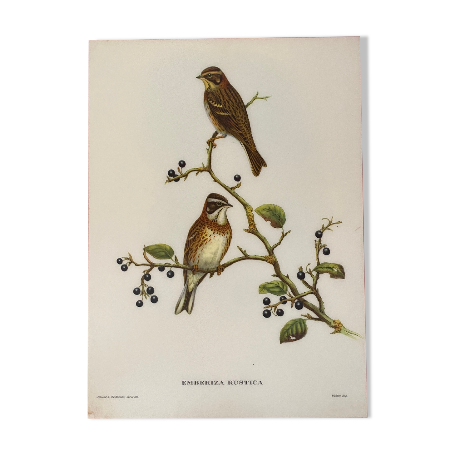 Vintage poster, birds by J Gould
