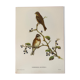 Vintage poster, birds by J Gould